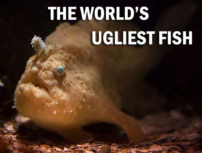 ugliest fishes in the world