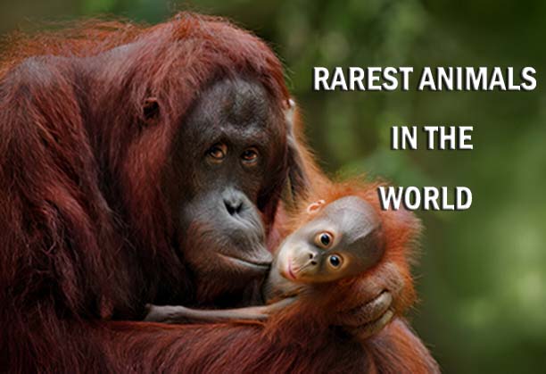 rarest animals