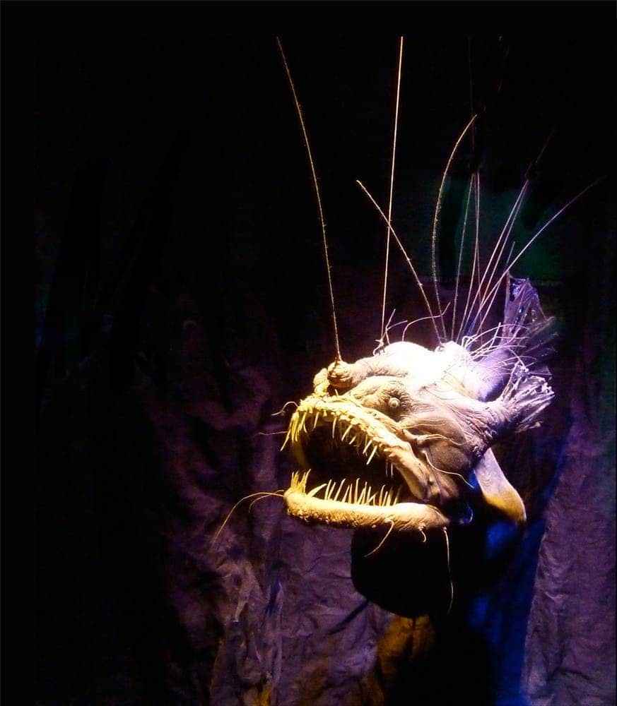 ANGLERFISH