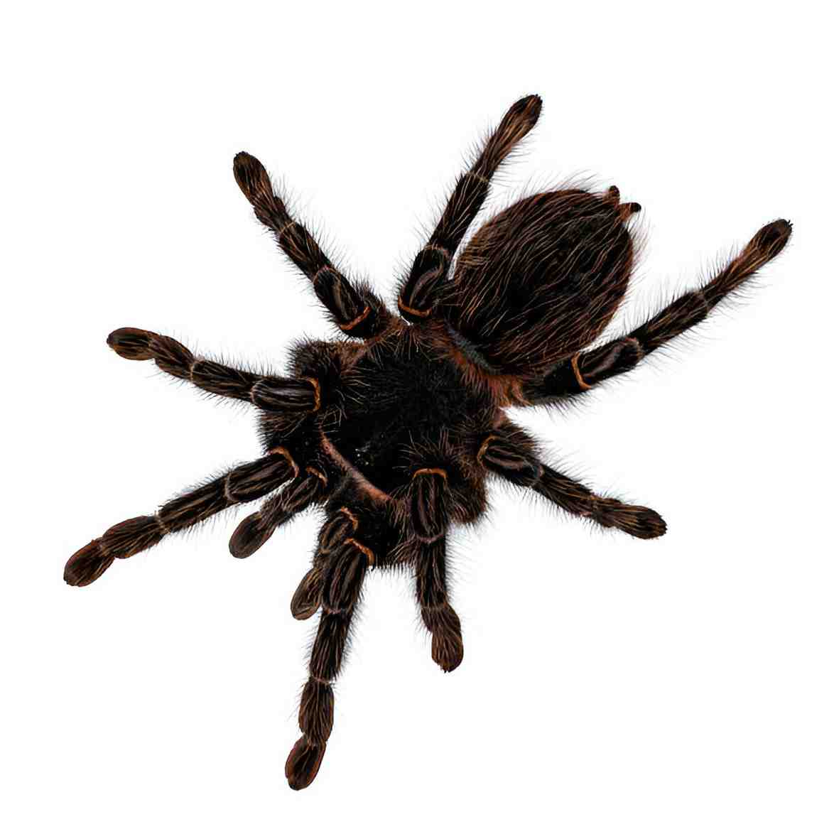 Brazilian Salmon Pink Birdeater