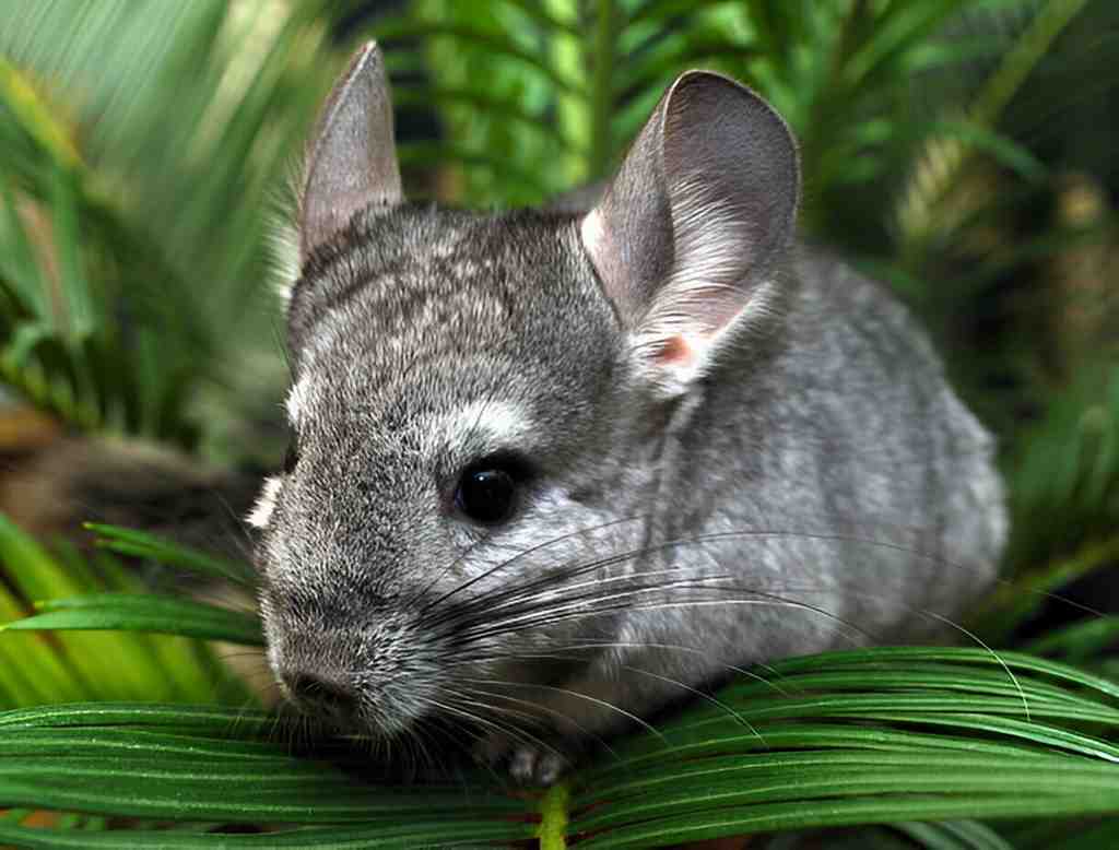 chinchillas