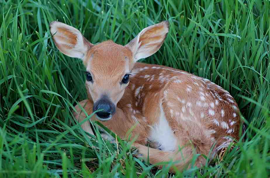 fawns