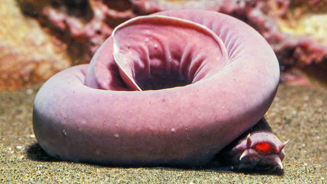 hagfish