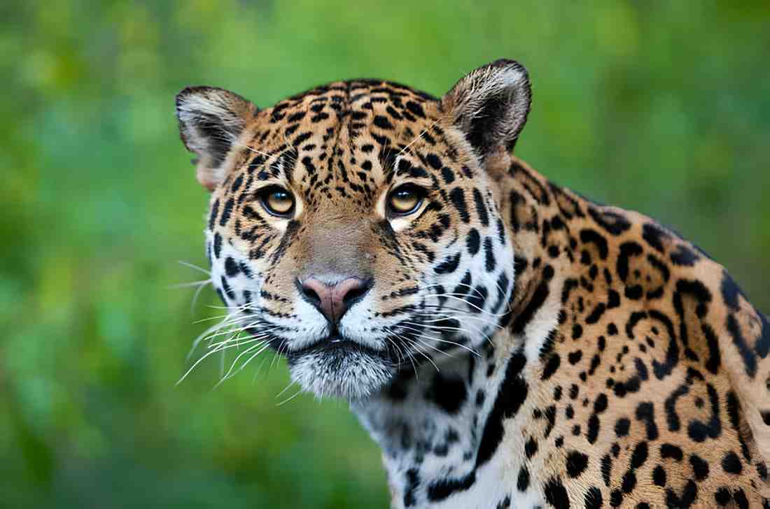 jaguar