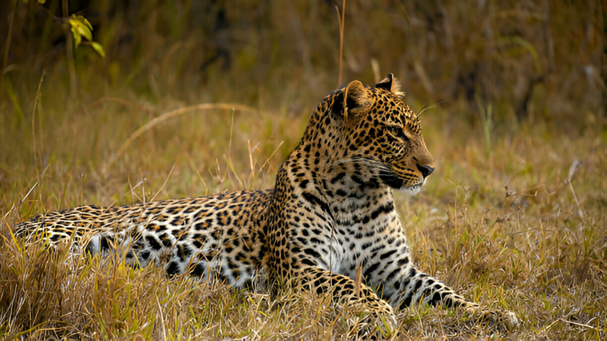 LEOPARD