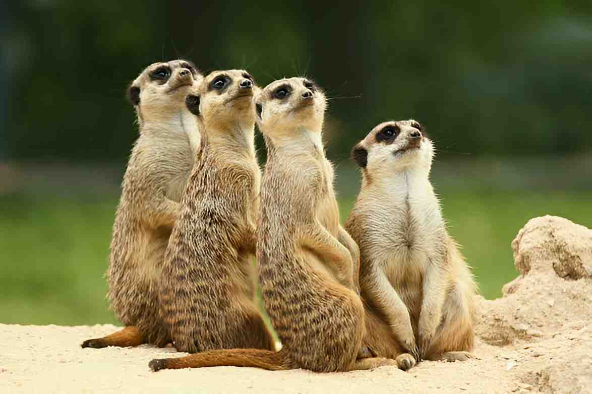meerkats