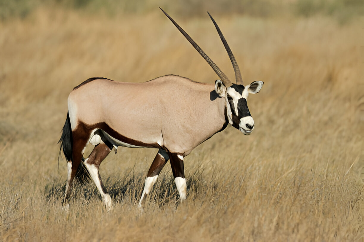 oryx