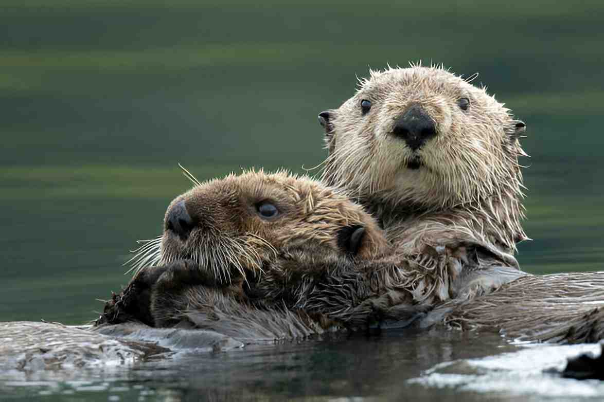 otters