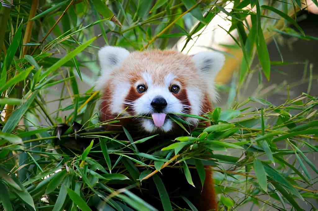 red panda