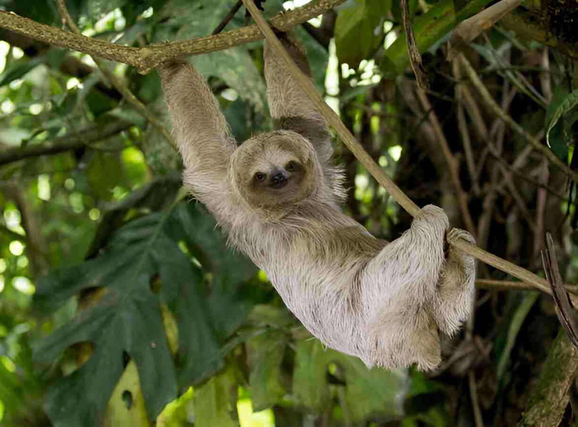 sloths