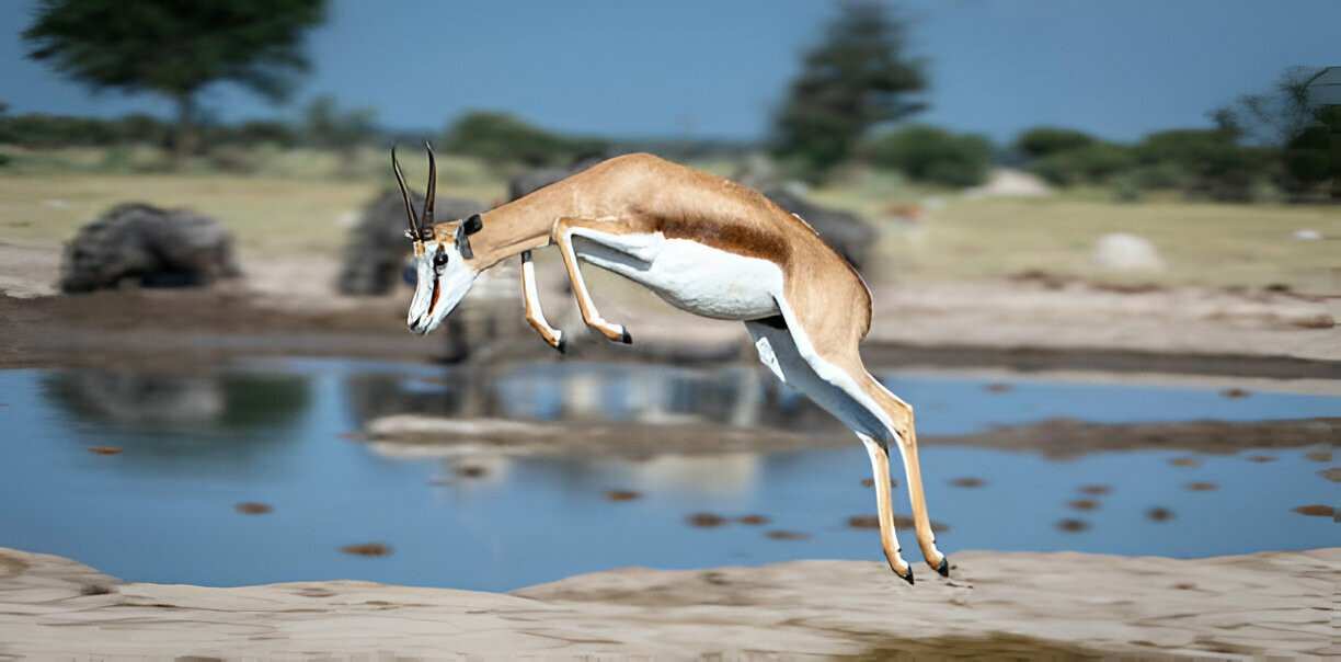 Springbok