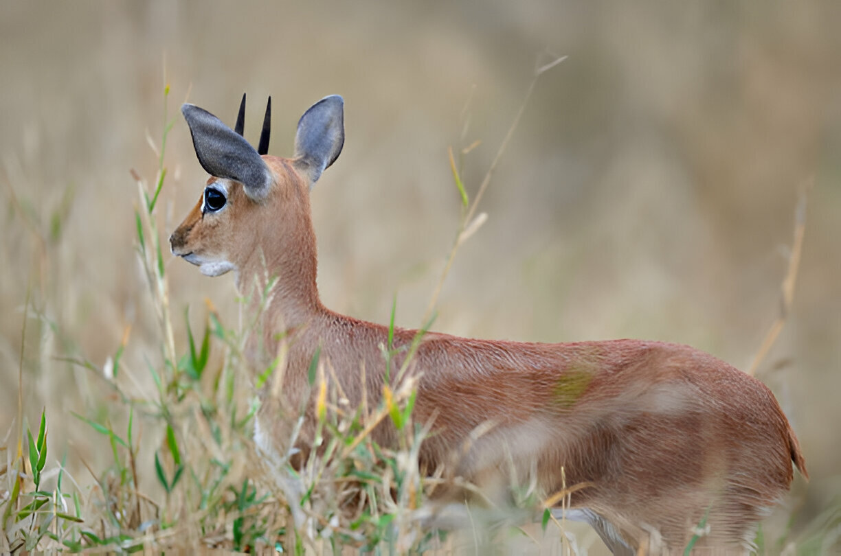 steenbok
