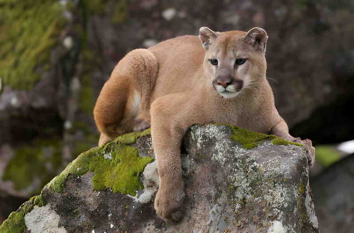 cougar