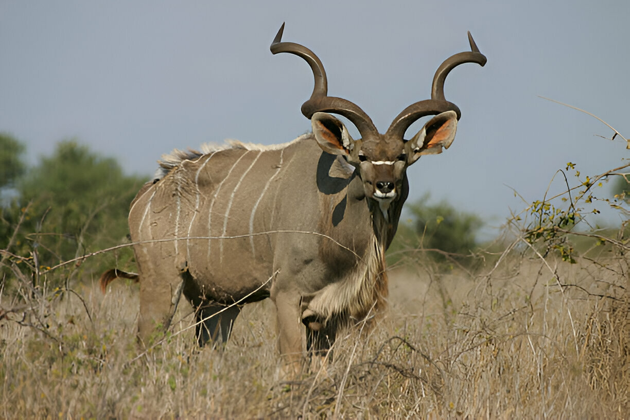 kudu