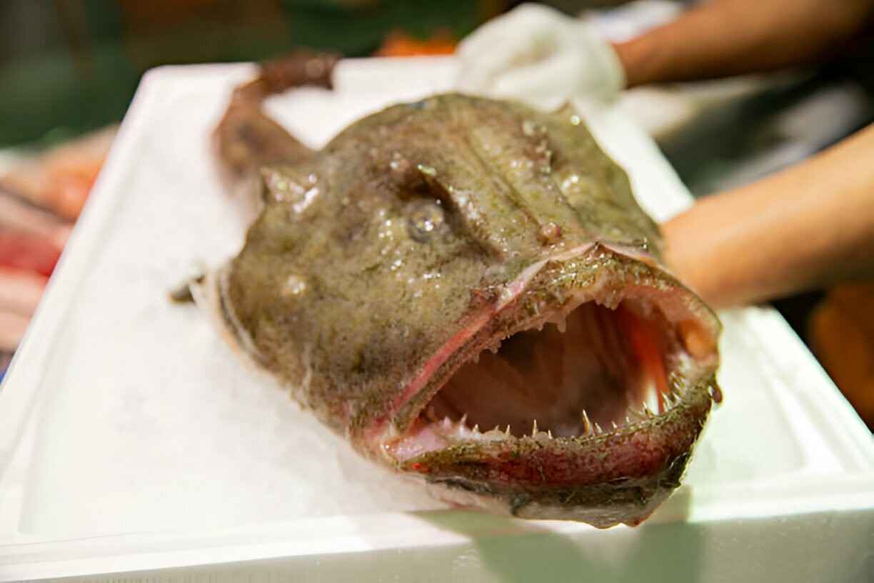 monkfish