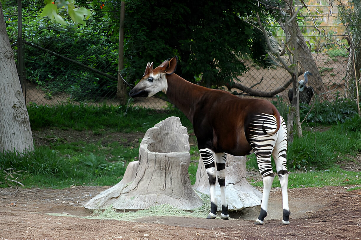 okapi