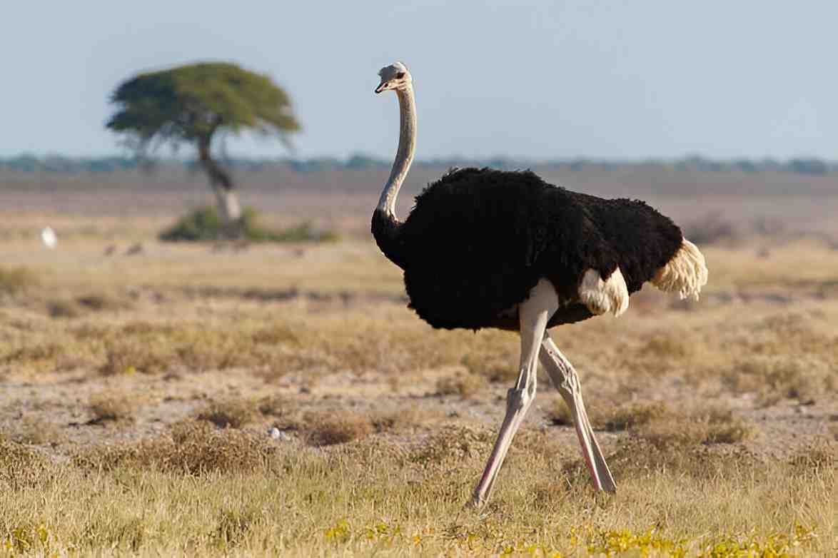 ostrich
