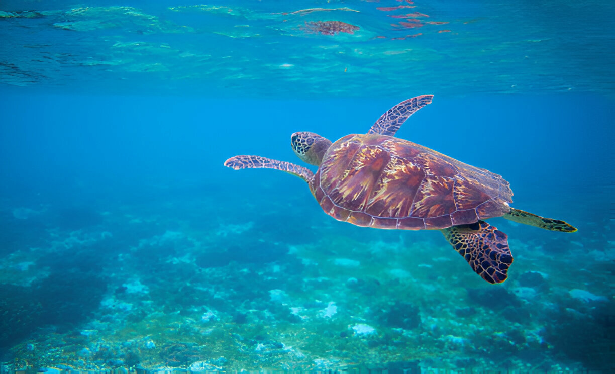 Swim with Turtles in Zanzibar