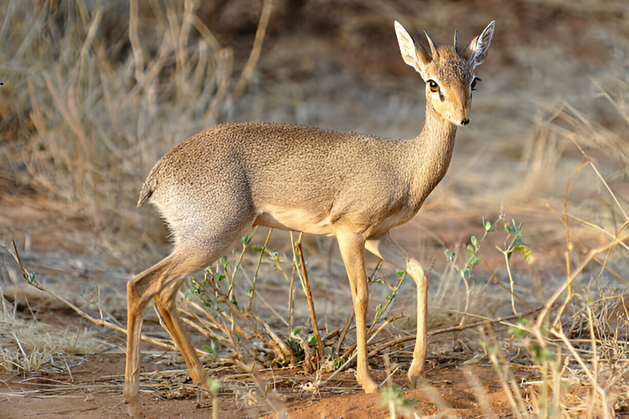 dikdik