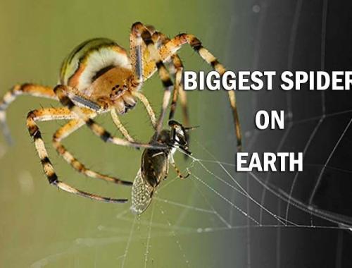 biggest spider on earth 