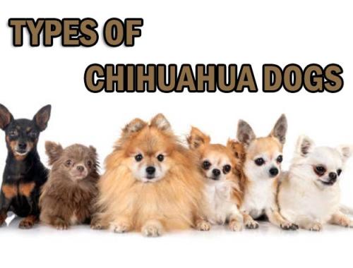 chihuahuas
