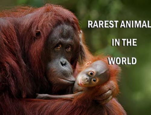 rarest animals