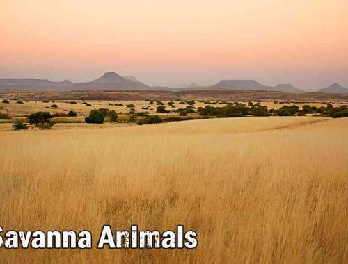 African Savanna Animals