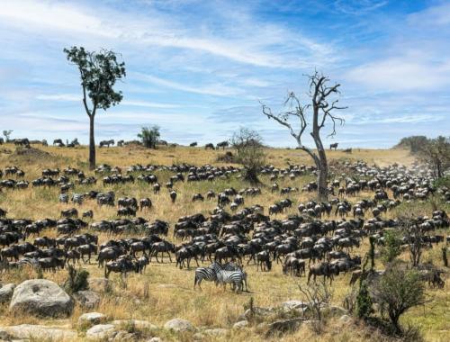 serengeti national park
