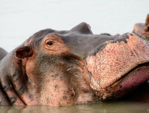 Nyerere National Park